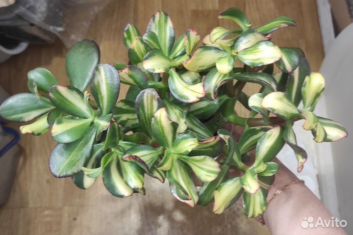 Крассула Return Of Beauty