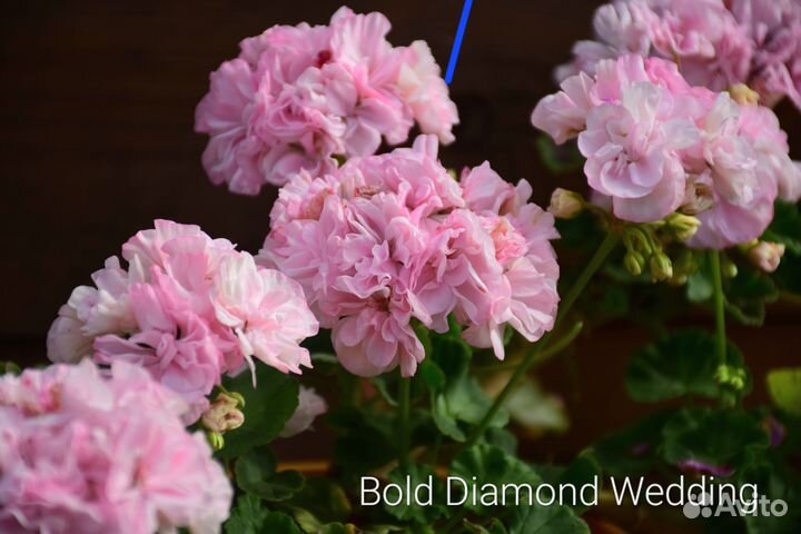 Герань пеларгония