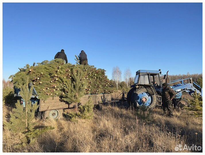 Сосна Новогодняя