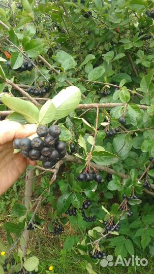 Продам ягоду черноплодной рябины