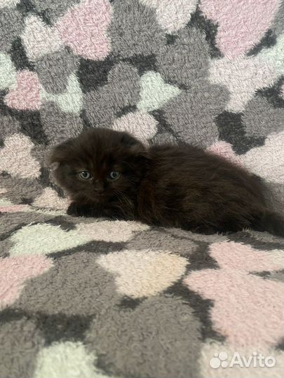 Шотландская