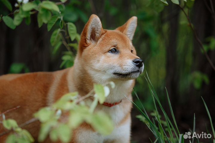 Щенки сиба ину