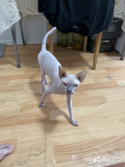 Коты сфинксы