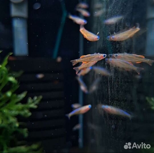 Псевдомугил паскай red neon