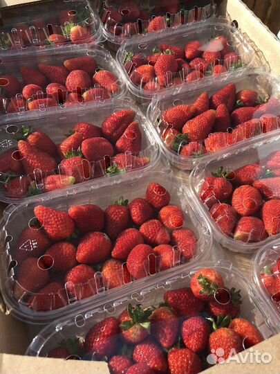 Свежая клубника (Армения )