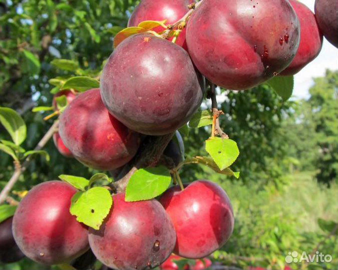 Диплоидная слива Глобус