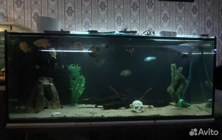 Аквариум