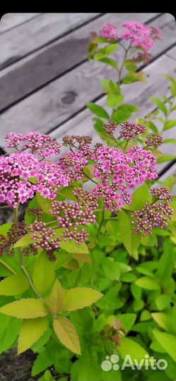 Саженцы декоративных деревьев и кустарников
