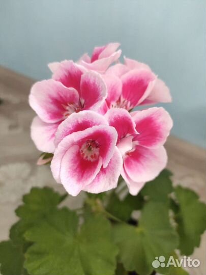 Герани цветущие