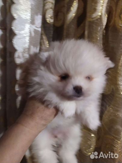 Шпицу разные. Доставка из Челябинска