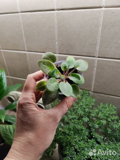 Комнатные цветы