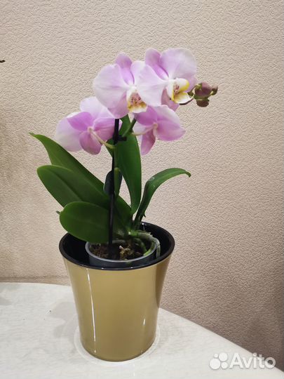 Цветущие орхидеи Сакура, Angel Eyes мультифлоры