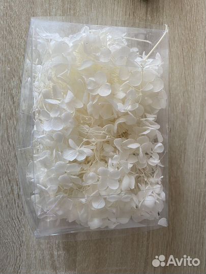 Сатабилизированная гортензия