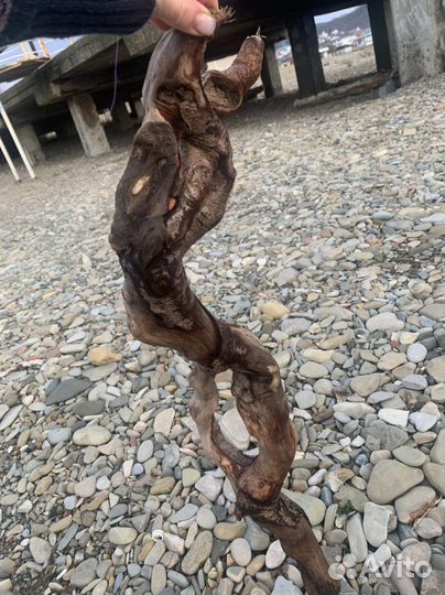 Флористика