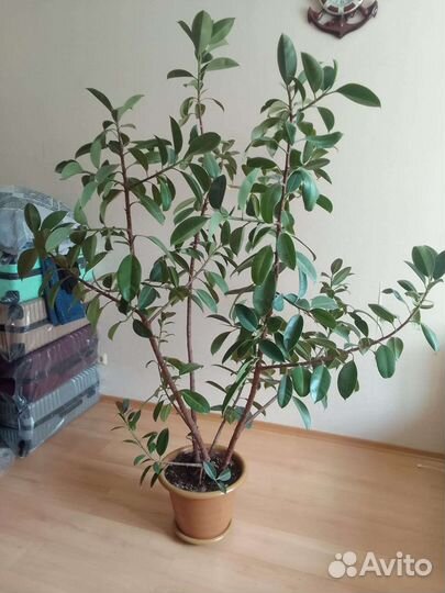 Комнатные цветы