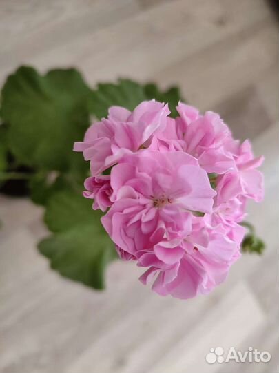 Пеларгония герань