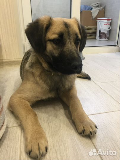 Мона - собака необыкновенной красоты в добрые руки