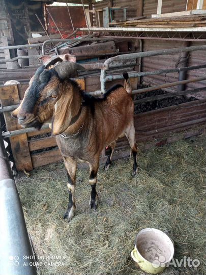 Нубийский козел