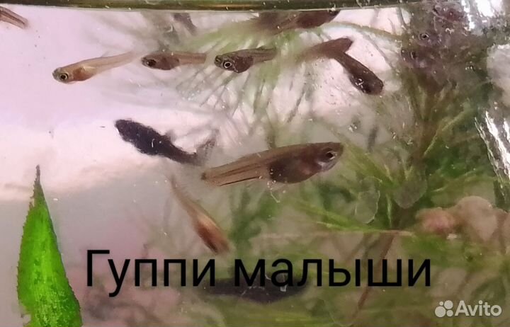 Аквариумные рыбки