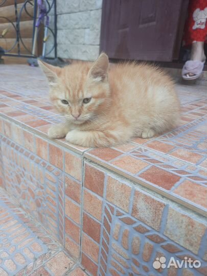 Отдам котят