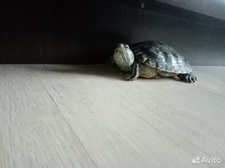 Черепаха красноухая