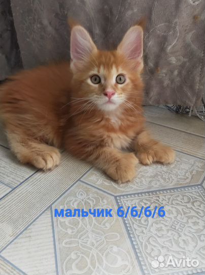 Котята Мейн-кун полидакт