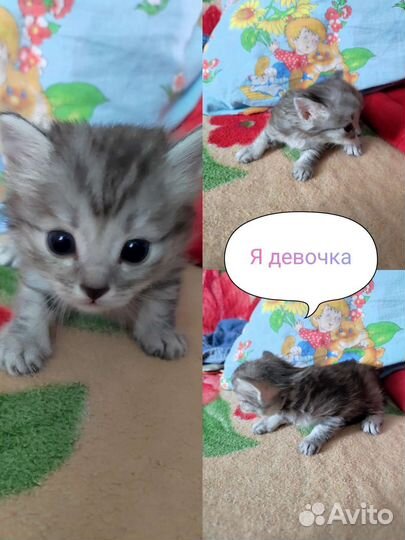 Котята в добрые руки