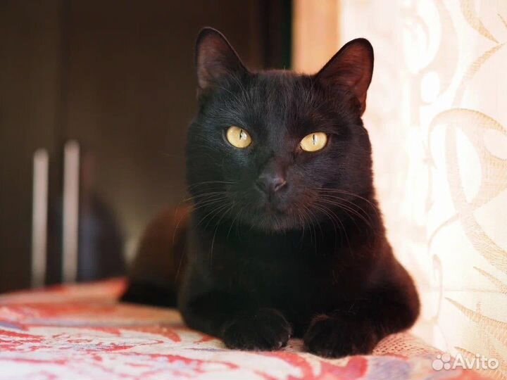 Котики