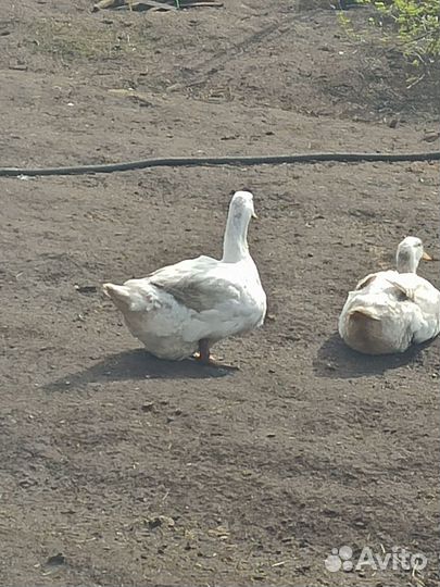 Утки Агидель