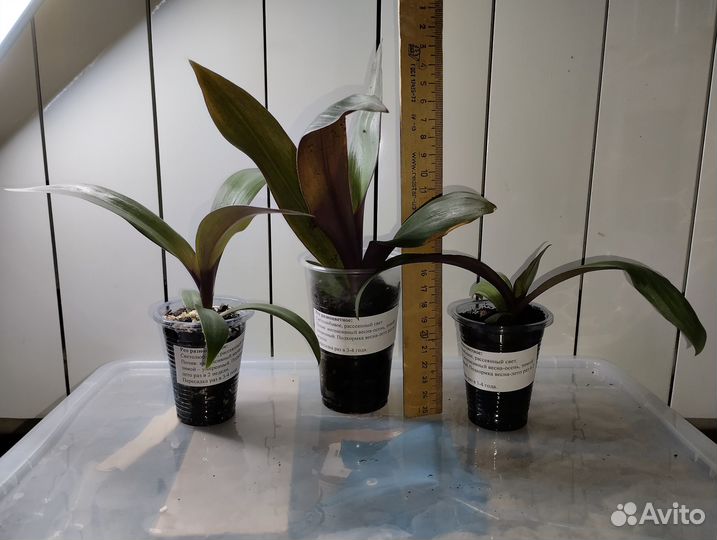 Рэо разноцветная