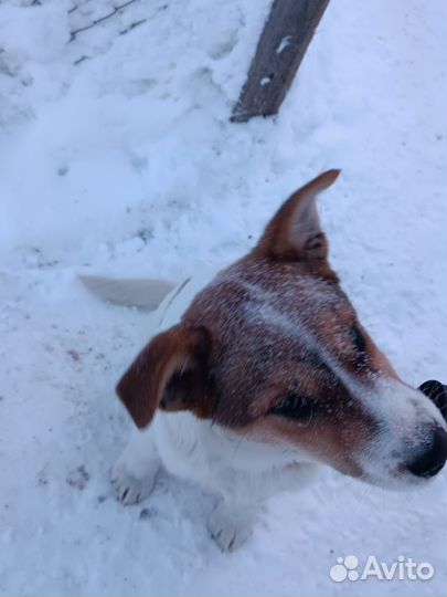 Собака в добрые руки щенок