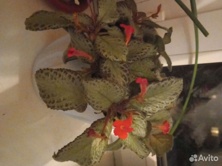 Комнатные цветы