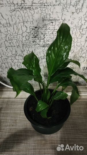 Спатифилиум