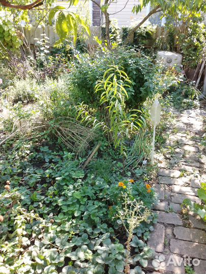 Персик дерево