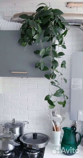 Хойя восковой плющ