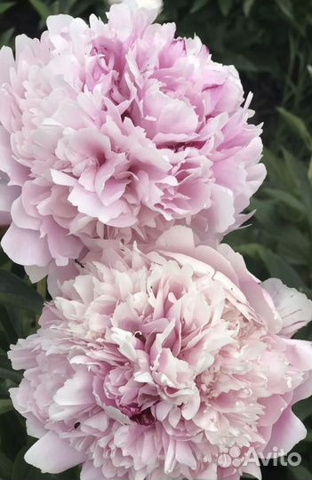 Деленки пионов