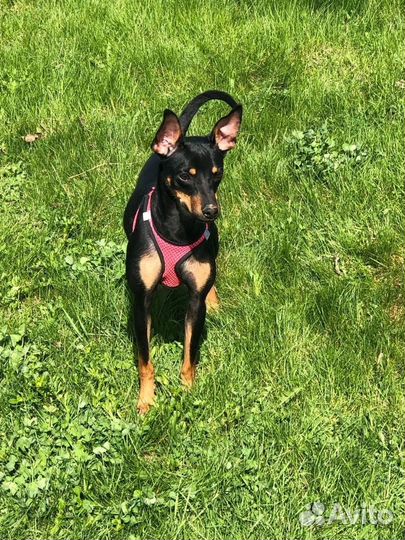 Маленькая собачка в добрые руки пинчер девочка