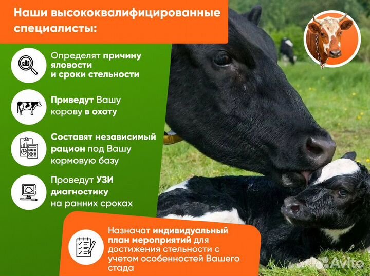 Осеменение крс, узи диагностика на стельность