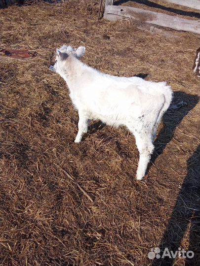 Тёлочка 2 месяца