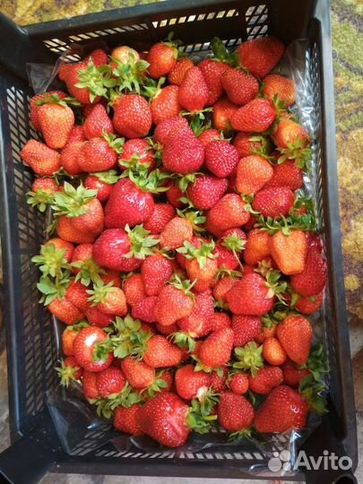 Саженцы клубники