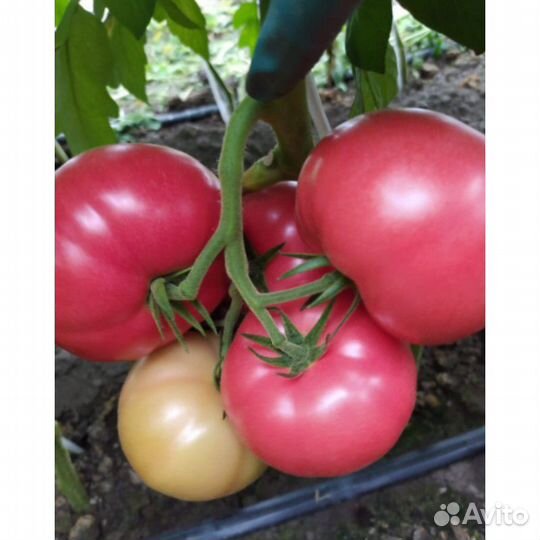 Семена ультрараннего томата Эрай F1 Турция