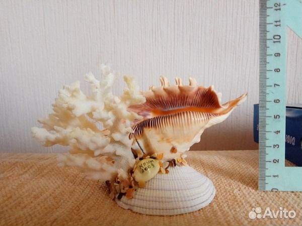 Морской Коралл с ракушками, Краб на камне