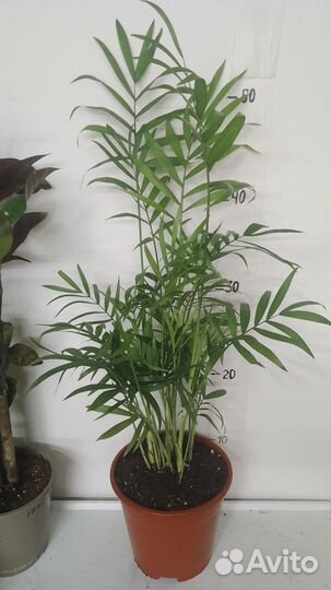 Пальма Хамедорея