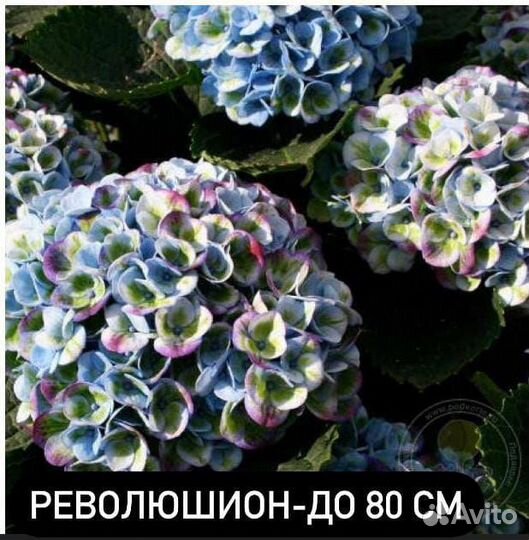 Гортензия крупнолистная в горшке, ремонтантная