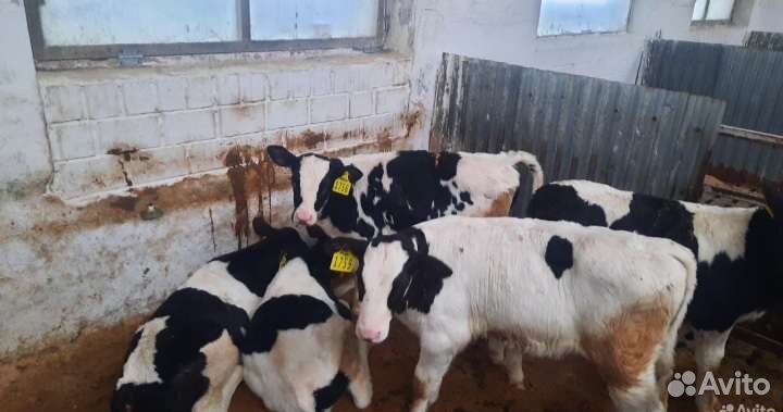 Телята бычки