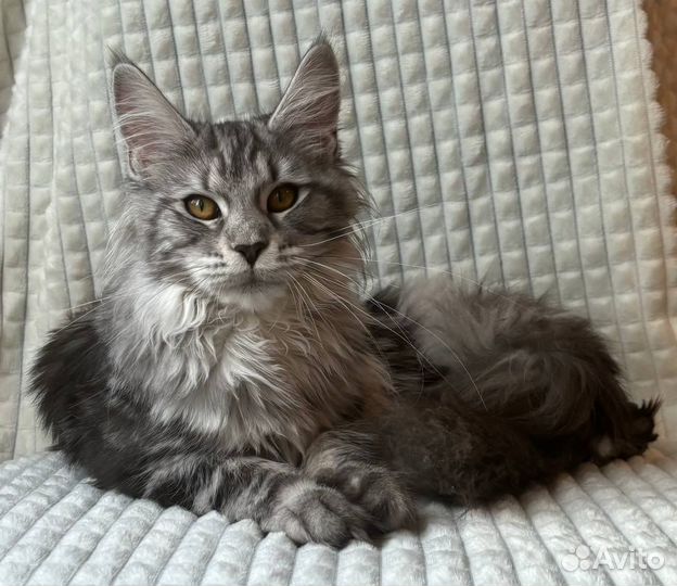 Мейн-кун котята с родословной