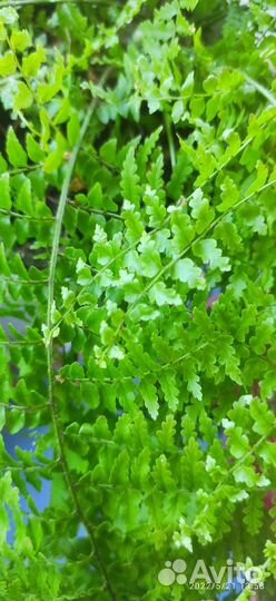 Папоротник комнатный