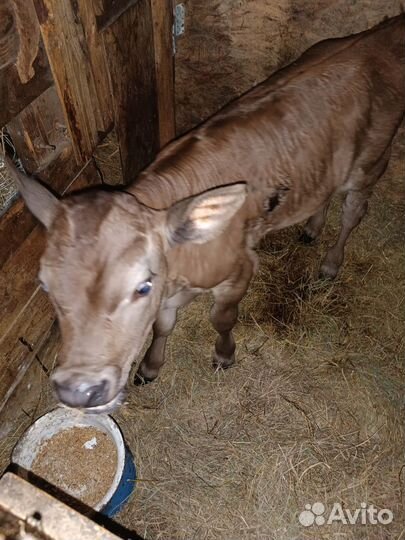 Продам бычка