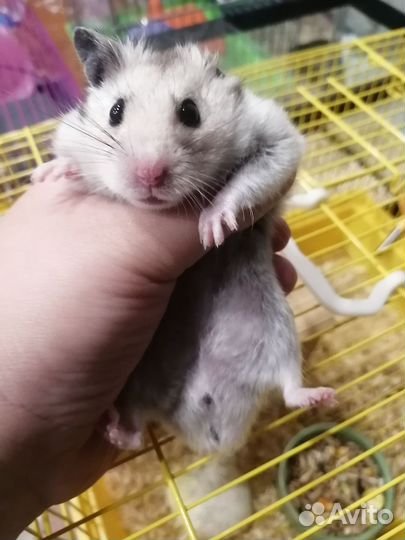 Сирийский хомяк девочка взрослая