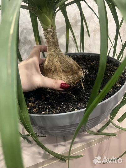 Бокарнея нолина